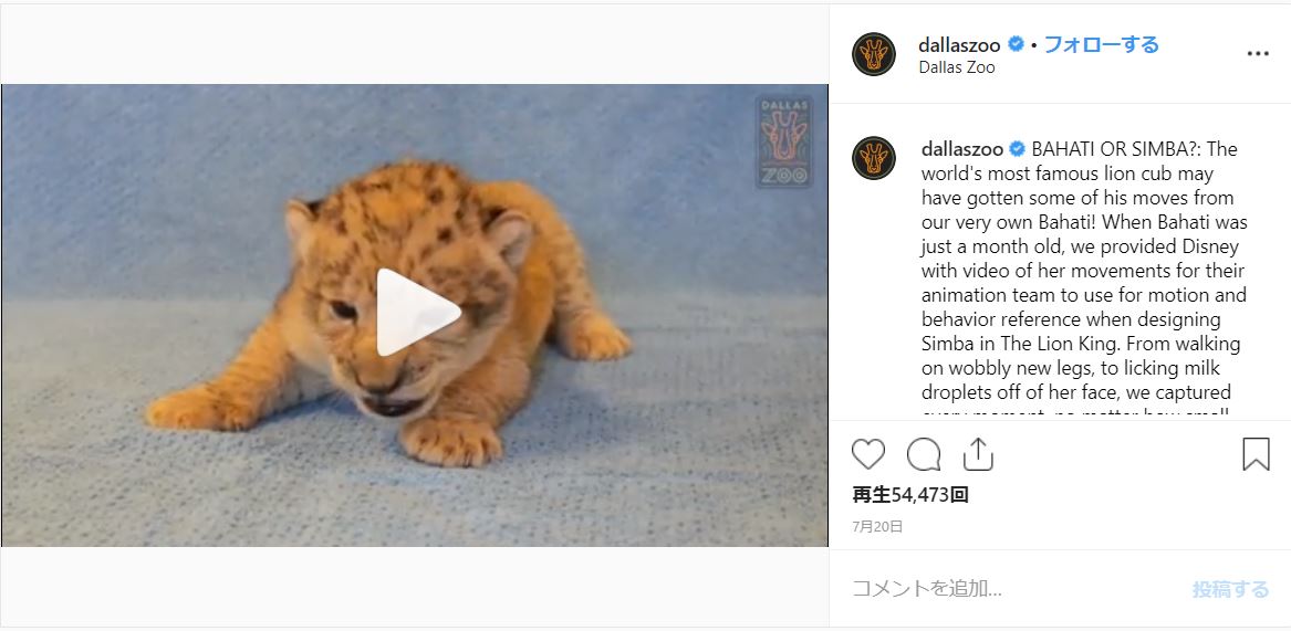 ライオン キング シンバの実在モデルはメスだった アメリカの動物園で暮らす赤ちゃんライオンです 19年8月6日 エキサイトニュース