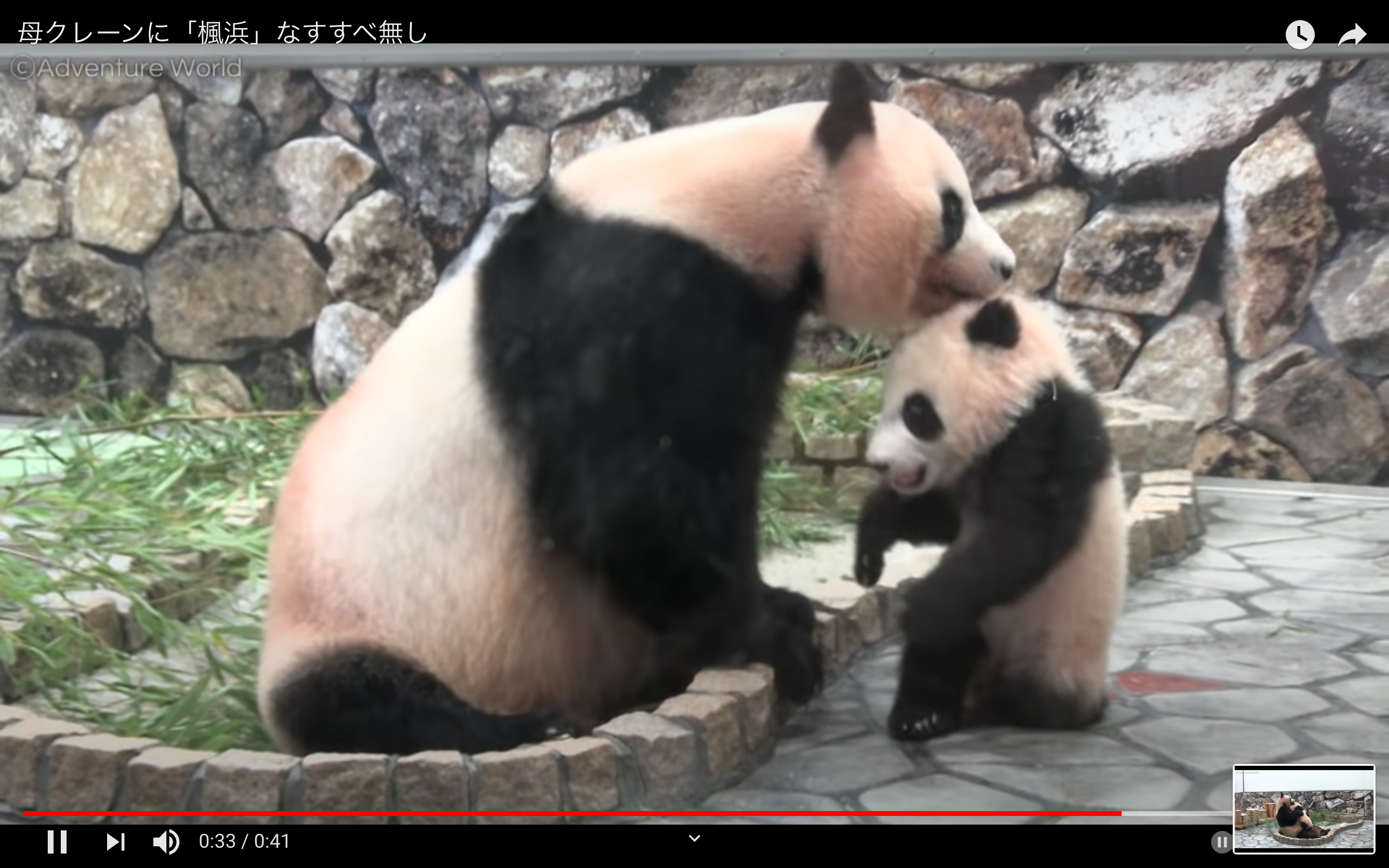 はいはいミルクの時間ですよ 母パンダにクレーンみたいに持ち上げられちゃった子パンダがかわいい 21年5月18日 エキサイトニュース