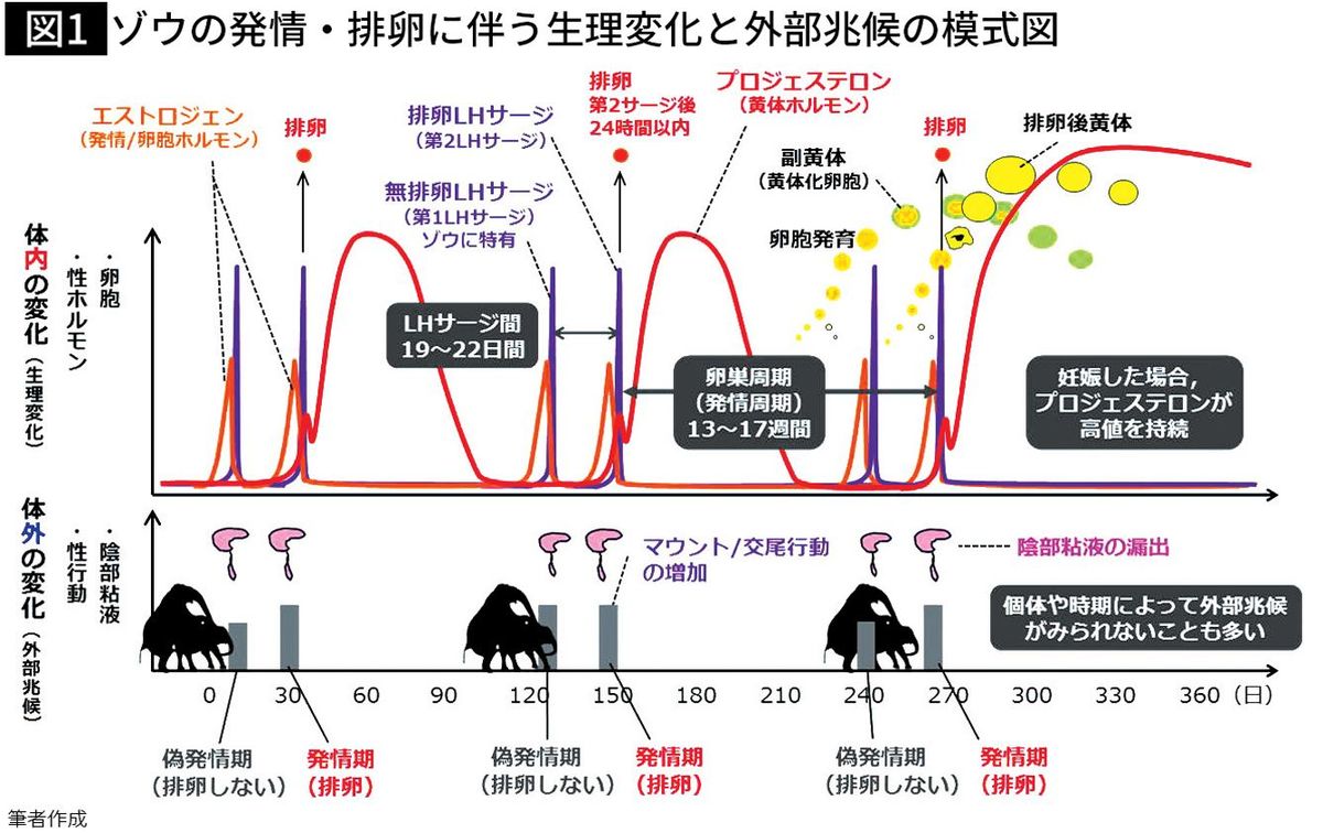 このままでは動物園でゾウを見られなくなる…発情期が年3､4回で不妊が