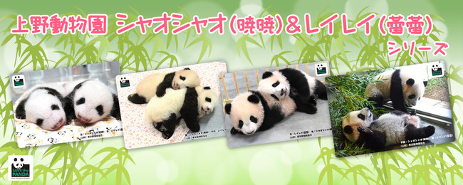 上野動物園 双子の赤ちゃんパンダ一般公開記念！ 「シャオシャオ