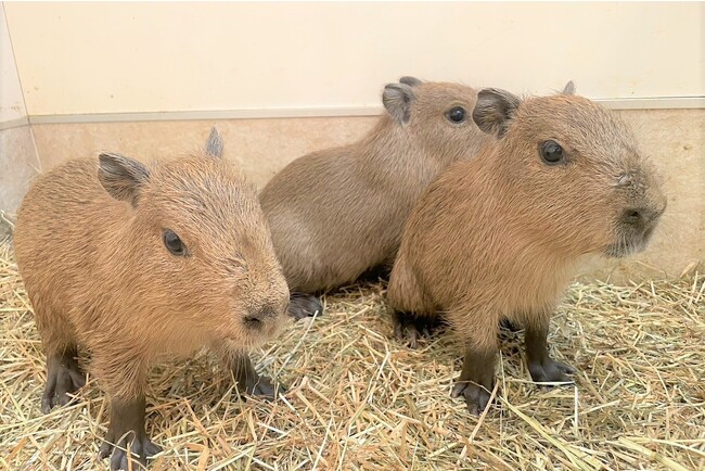 アニア カピバラ親子 三毛猫 ヒツジ子ども アルパカ アニア カピバラ 