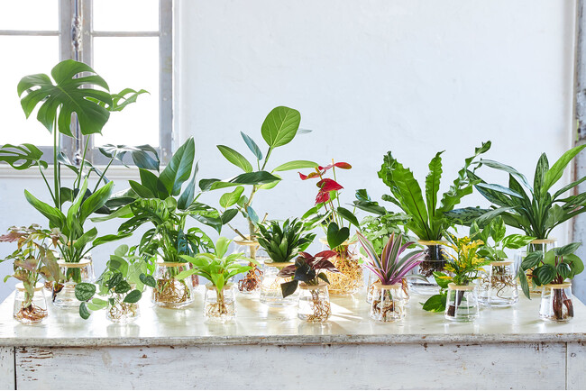 週1水やりで育つ観葉植物、WOOTANG登場