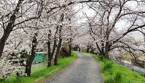 高槻市内各所で桜が見ごろ (2024年4月5日) - エキサイトニュース