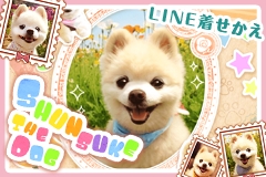 Line公式スタンプでも大好評 表情豊かなポメラニアン Lineクリエイターズ着せかえに初登場 犬の俊介くん 配信 16年11月22日 エキサイトニュース