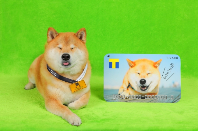 枚方t Site いぬフレ Tファンpresents 柴犬まると一緒に いぬと動物のことを語ろう In 枚方t Site 18年3月23日 エキサイトニュース