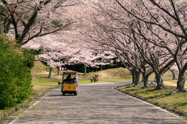 つま恋リゾート彩の郷 園内1600本の桜がお待ちしています 温泉 グルメ レジャーも満喫できる桜の名所 19年3月18日 エキサイトニュース