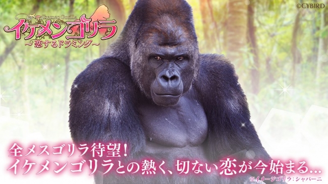 世界初 イケメンシリーズ が全メスゴリラに向けた新作恋愛ゲーム イケメンゴリラ 恋するドラミング を発表 事前登録開始 19年4月1日 エキサイトニュース