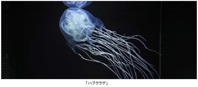 涼しげな見た目と裏腹の“猛毒”が特徴！猛毒を持つクラゲ「ハブクラゲ