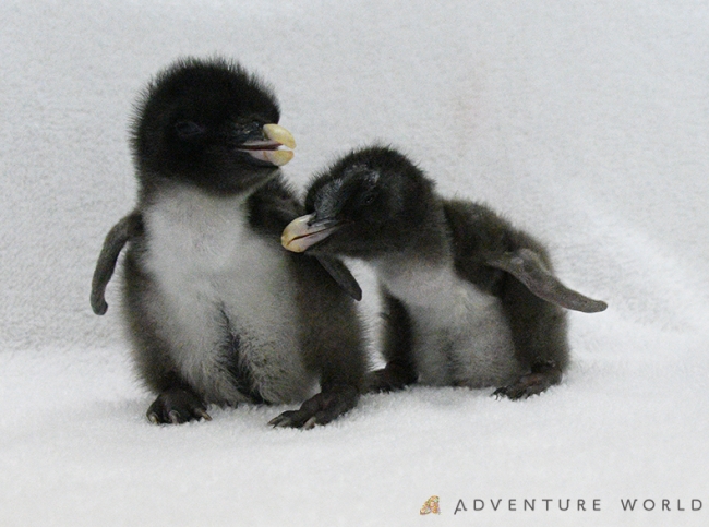 キタイワトビペンギンの赤ちゃんが２羽誕生しました 19年11月5日 エキサイトニュース