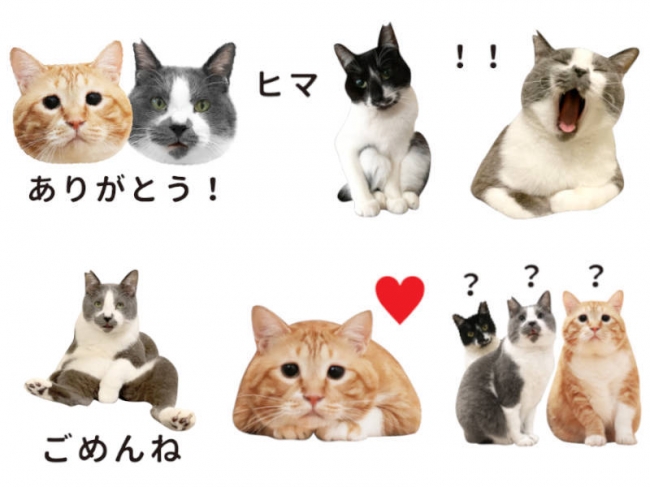 Snsで人気の元保護猫 ぐっぴー くまくま とコラボ ペット情報サイト Sippo オリジナルlineスタンプを発売 年6月11日 エキサイトニュース