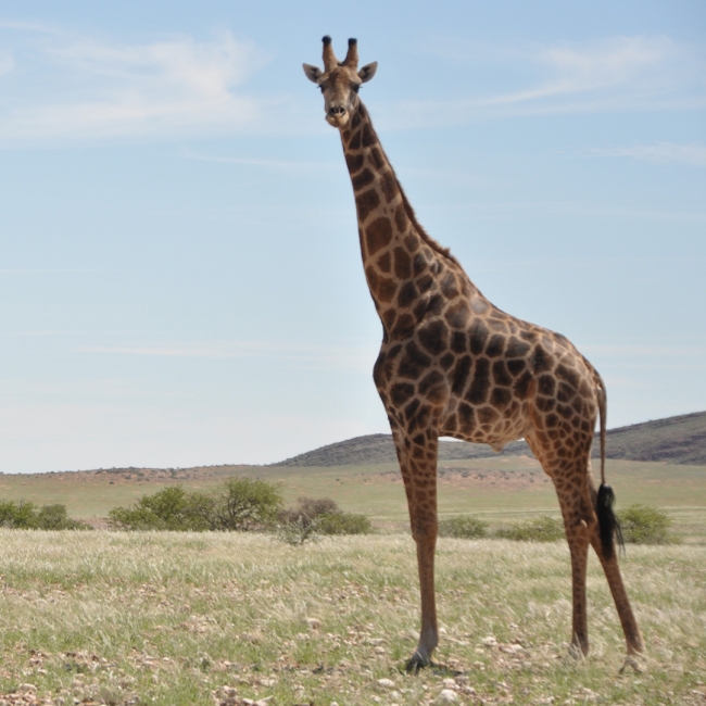 グレンモーレンジィがキリンの保全活動をスタート 年6月17日 エキサイトニュース