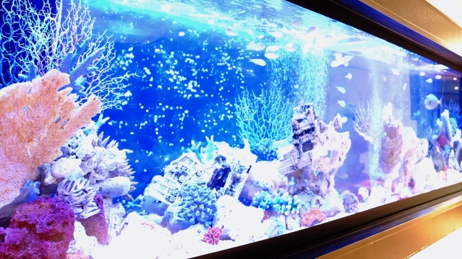 イオンモール木更津 内にオープンした カフェ型水族館 ジュエリーアクアリウム 地元の保育園 園児30名を招いた見学会を開催 6月30日 10 30 年6月22日 エキサイトニュース