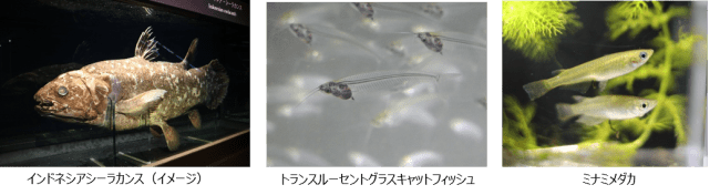 シーラカンス調査やラブカの標本など 歴史が詰まった貴重な資料を大公開 アクアマリンふくしま 開館周年企画展を実施 年6月23日 エキサイトニュース