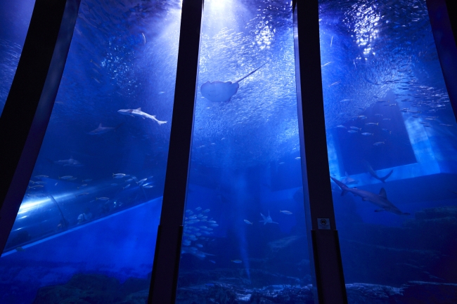 横浜 八景島シーパラダイス 生きもの本来の魅力にふれながら 涼を感じる水族館ならではの夏 シーパラの夏 ２０２０ ２０２０年７月２３日 木 祝 ８月３１日 月 年7月日 エキサイトニュース