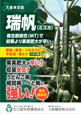 きゅうりの新品種 複合耐病性 瑞帆 ミズホ が発売開始 年8月12日 エキサイトニュース