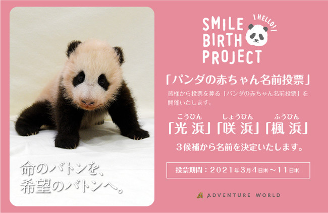 パンダの赤ちゃん名前募集 ３つの名前候補発表 光浜 こうひん 咲浜 しょうひん 楓浜 ふうひん パンダの赤ちゃん名前投票 を開催 ２０２１年３月４日 木 １１日 木 21年3月2日 エキサイトニュース