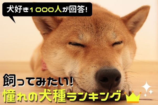 ゴールデン トイプー 飼ってみたい憧れの犬種ランキング1位は だった 飼えない理由もリアルに紹介 犬好き1000人アンケート 21年3月9日 エキサイトニュース 7 8