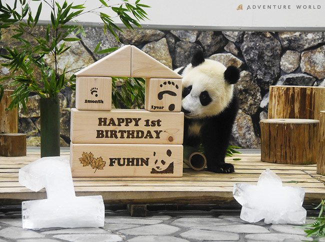 Happy Panda Fes ２０２１ 誕生日パーティー ジャイアントパンダの赤ちゃん 楓浜 ふうひん が１歳の誕生日を迎えました 21年11月22日 エキサイトニュース