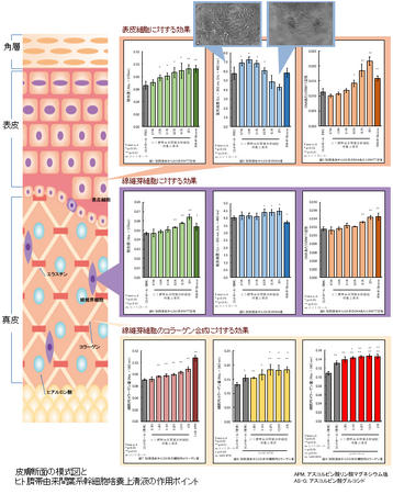 ヒト臍帯由来間葉系幹細胞培養上清液の皮膚科学的機能性の研究発表 (2024年7月22日) - エキサイトニュース