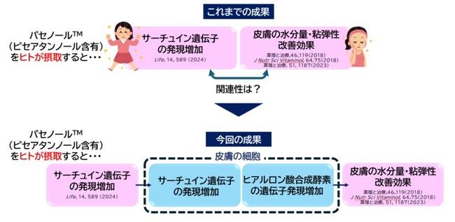 森永製菓の研究成果～森永製菓の独自素材 “パセノール(TM)”中の有効成分がサーチュインを介してヒアルロン酸合成酵素発現を増強する可能性を発見  (2024年6月19日) - エキサイトニュース