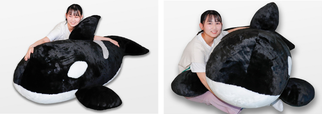 鴨川シーワールド】全長約170cm・重さ12kgの超特大！「寝る場所が