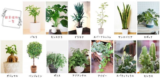 約95％が自宅に観葉植物ありと回答。11鉢以上は20％超も！ 自宅にある 