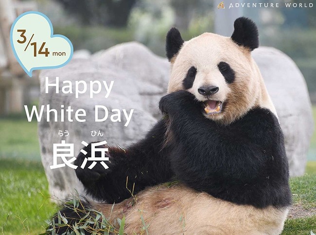 ハッピーホワイトデー お母さんパンダ 良浜 らうひん に似顔絵入りクッションをプレゼント 22年3月9日 エキサイトニュース ハッピーホワイトデー お母さんパンダ 良浜 らうひん に似顔絵入りクッションをプレゼント 22年3月9日 エキサイトニュース