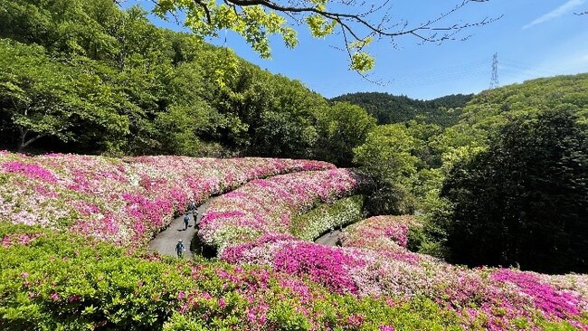 関西屈指の“ピンクの絶景”ツツジロールが東大阪に出現