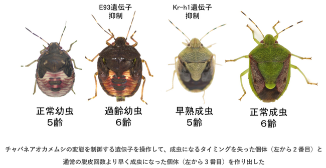 昆虫は「変態」で腸内共生細菌とそのすみかのかたち・はたらきを