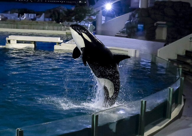 鴨川シーワールド】シャチのナイトパフォーマンスや女性飼育員とのセミコース会食 閉館後の水族館で楽しむ「レディースナイトプラン」開催  (2023年12月4日) - エキサイトニュース