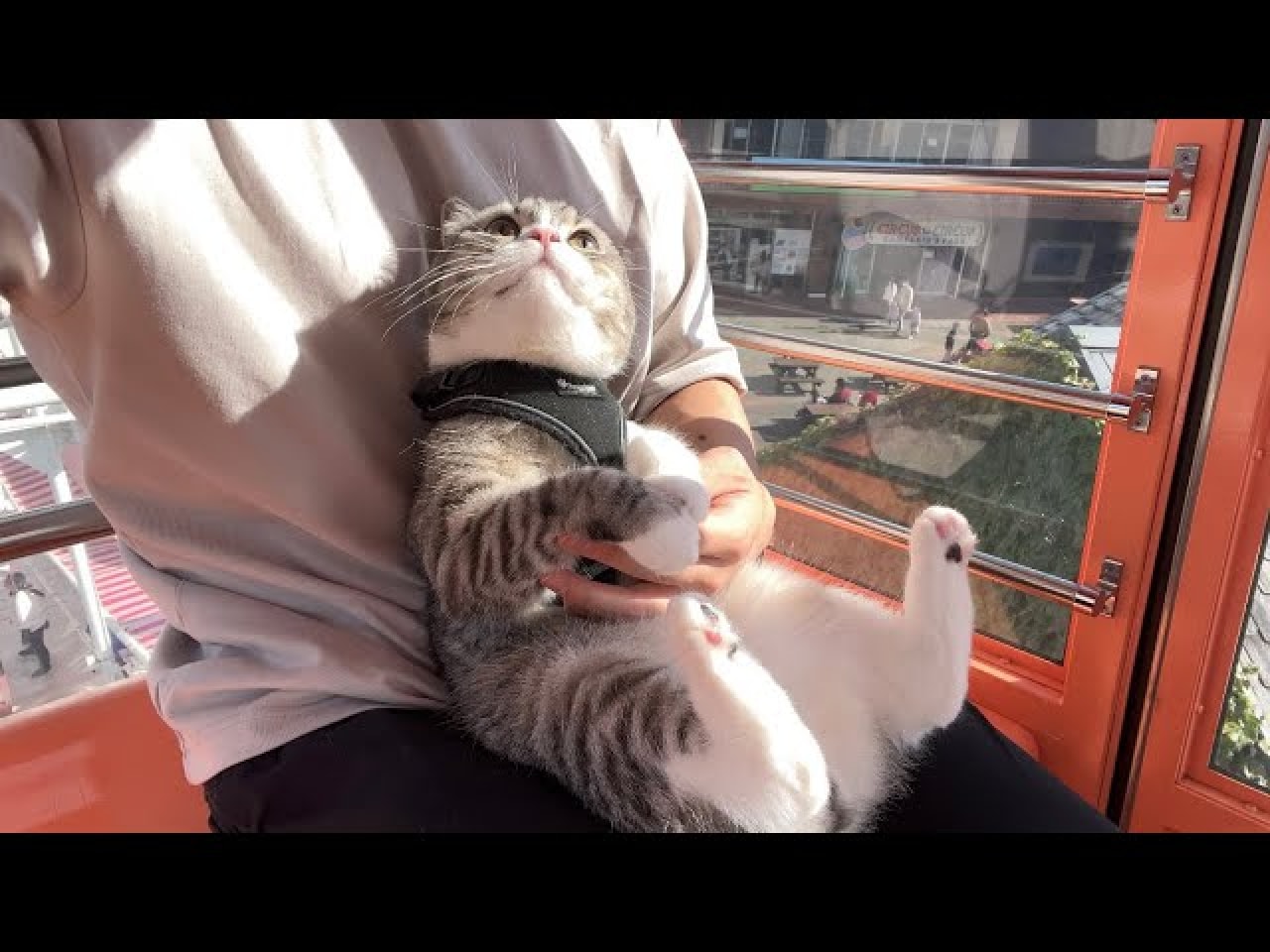 人気猫youtuberもちまる 猫を観覧車に乗せ炎上 再生回数のためにここまで 批判集まる 22年11月8日 エキサイトニュース