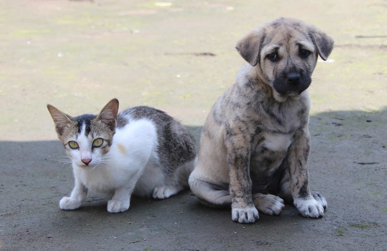 55歳ブリーダー 犬や猫を放置し熱中症で死なせる 汚物まみれの多頭飼育に怒りの声殺到 年3月10日 エキサイトニュース