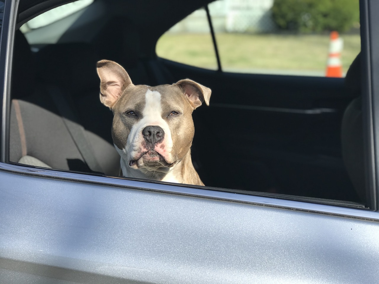 車内に放置された犬を通りがかった人が窓を叩き割って救う 飼い主からも感謝 年8月25日 エキサイトニュース