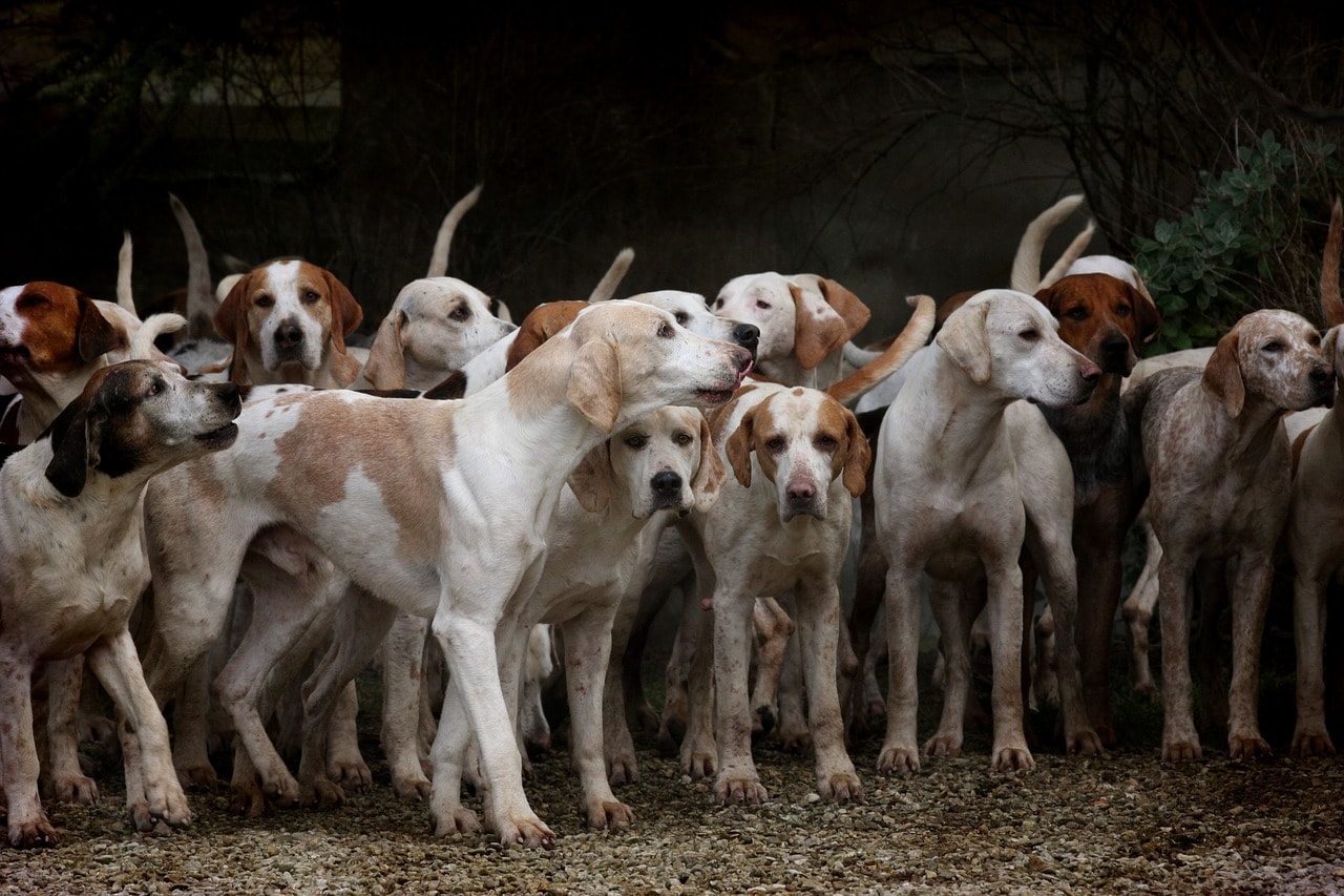 どうしたらいいかわからなかった 55歳男 犬26匹を無登録で飼育し狂犬病予防法違反で逮捕 年10月22日 エキサイトニュース