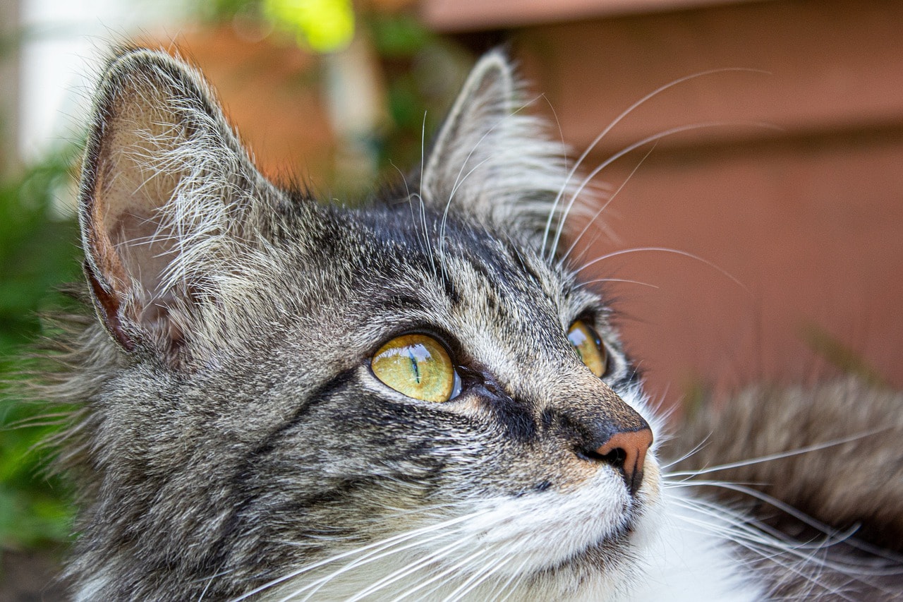 猫を空高く投げ落下させる動画をTwitterに投稿し炎上 少年は特定され 