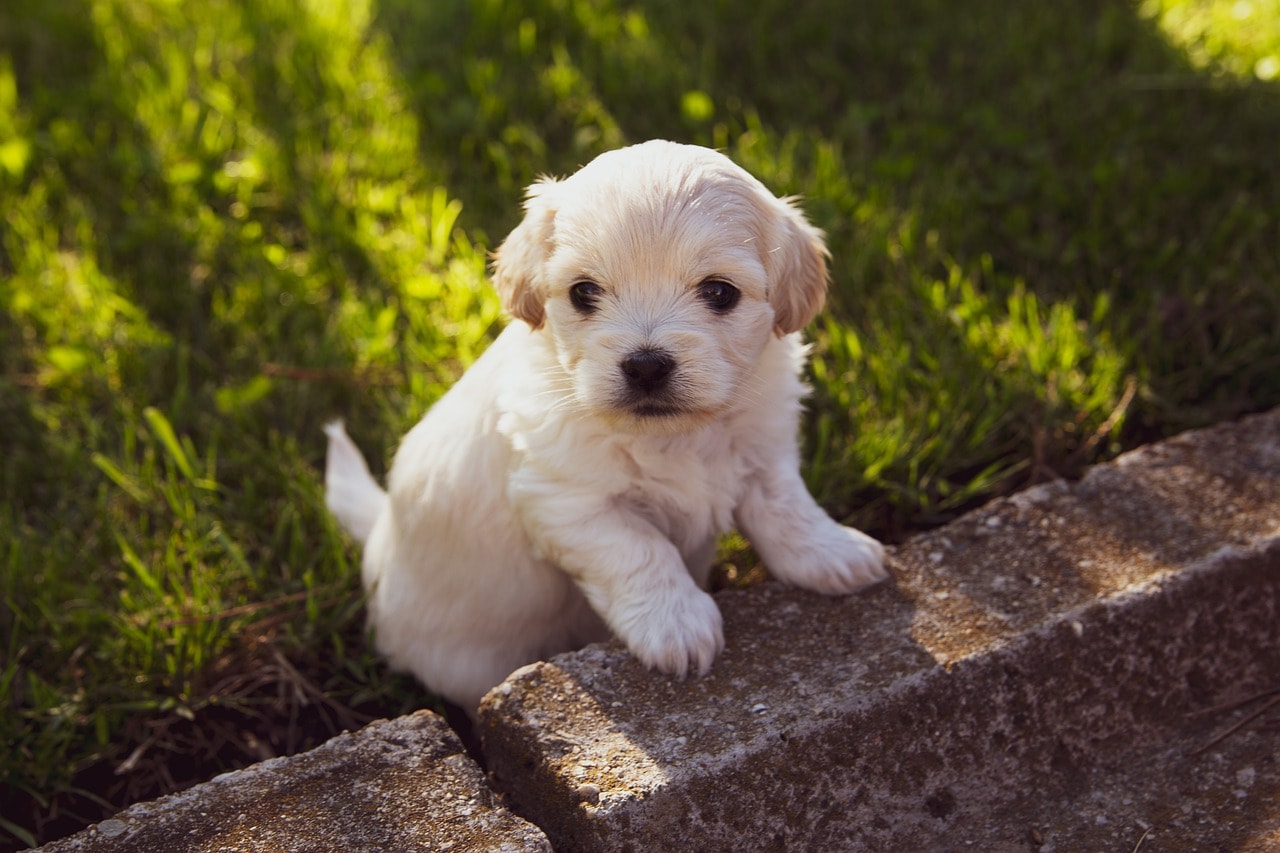 別れた腹いせに元カノの飼い犬に火をつけた男 動物虐待で逮捕 エサをあげに来た と話す 21年3月15日 エキサイトニュース