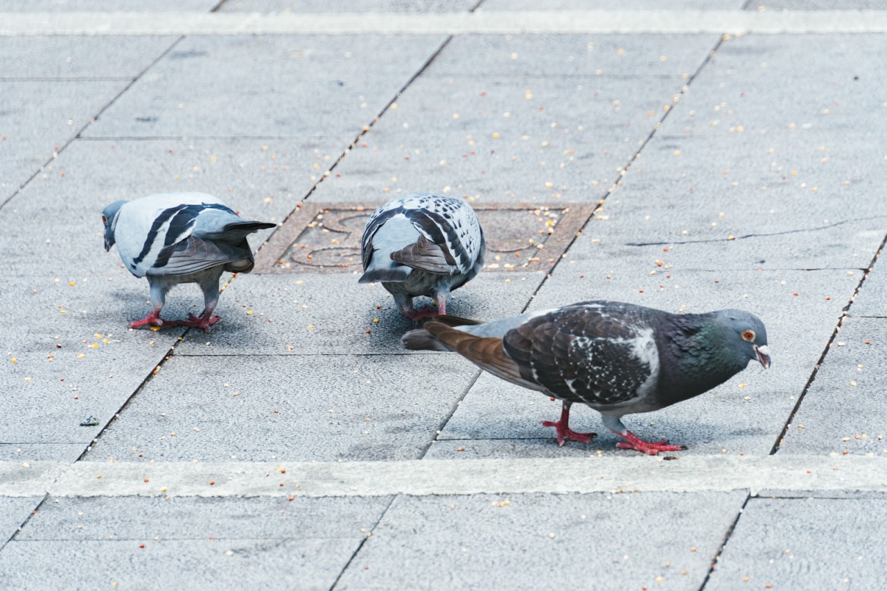 神社で100匹以上のハトが大量死 犯人は小学生 衝撃の未成年犯罪事件簿 21年3月27日 エキサイトニュース