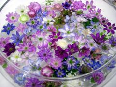 その花言葉は はにかみや 雪国に春を告げる 小さく可憐な妖精花 雪割草が見ごろ 11年3月3日 エキサイトニュース