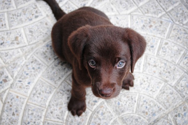 子犬を生きたまま鍋で煮殺した母親 次々と子供たちへの虐待が明らかに 凄惨な実態に 鬼畜 死刑に の声 19年8月1日 エキサイトニュース 3 3