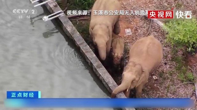 水遊びを満喫 雲南省で北上するゾウの群れ 中国 21年7月1日 エキサイトニュース