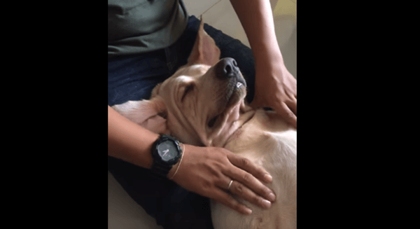 動画 あぁ 効くわ タイ古式マッサージが気持ち良すぎて オジサン顔 になっちゃう犬 16年7月18日 エキサイトニュース