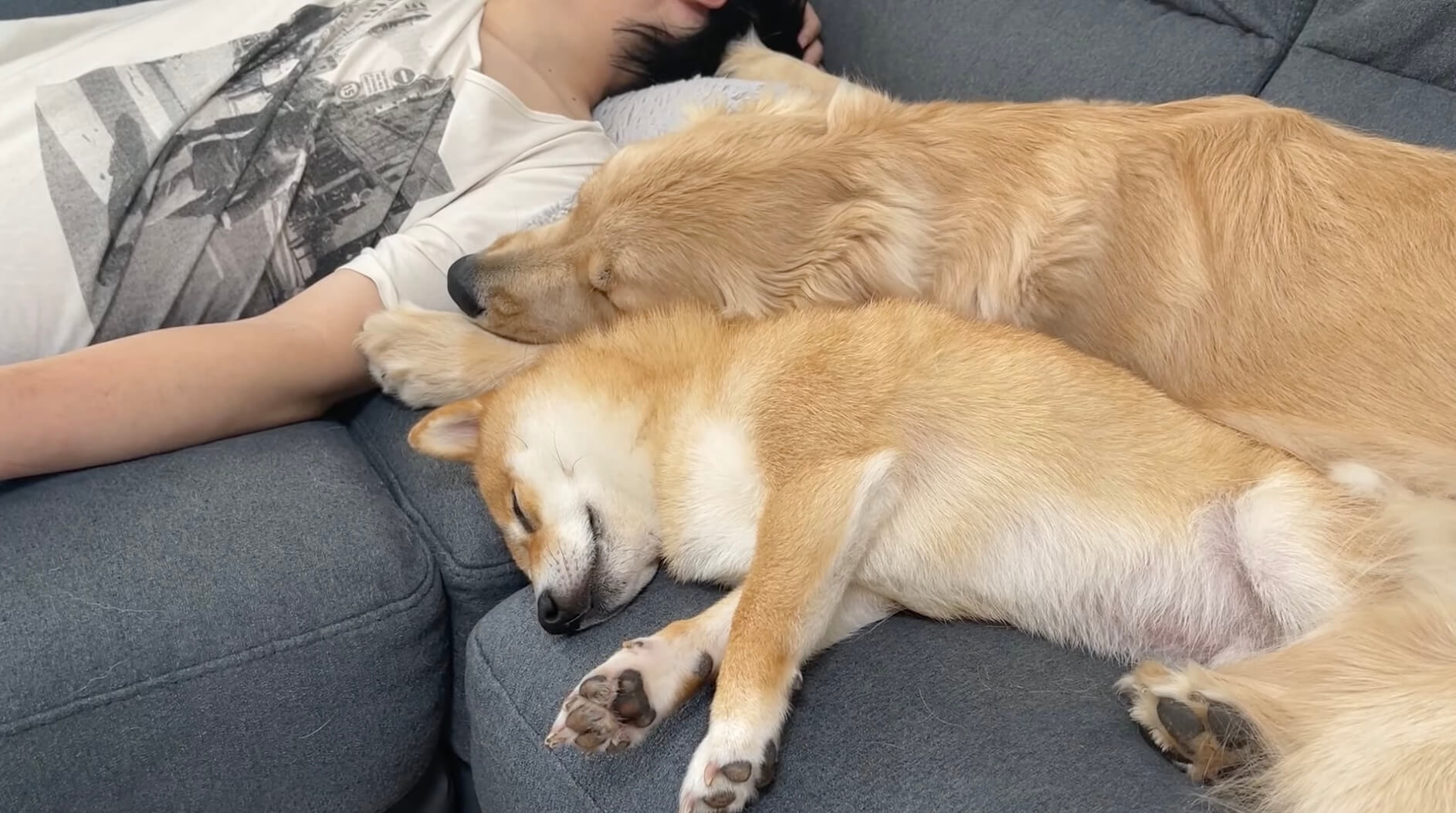 ギュウッ パパと相棒犬の間にイン 所構わず添い寝してくる甘えん坊ゴールデン 動画 22年7月8日 エキサイトニュース