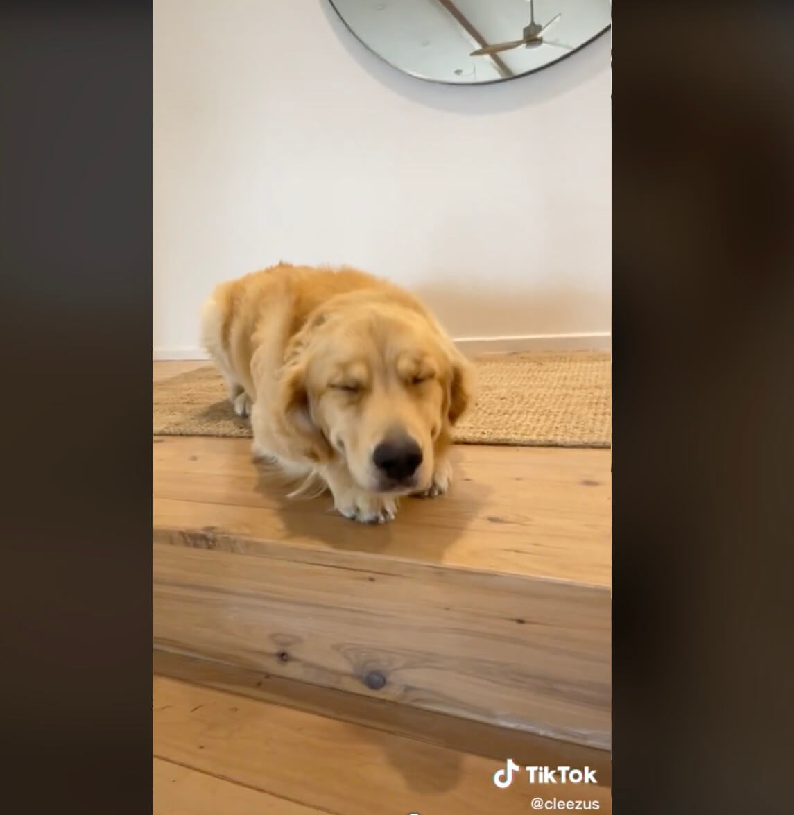 悪気はなかったんです イタズラがバレて目も開けられないゴールデン 怒るどころか愛しくて困るよ 犬動画 22年10月11日 エキサイトニュース