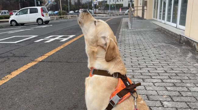 ｱｵｰﾝ サイレンに反応して美声すぎる遠吠えを披露したラブラドールが尊い 動画 22年4月10日 エキサイトニュース