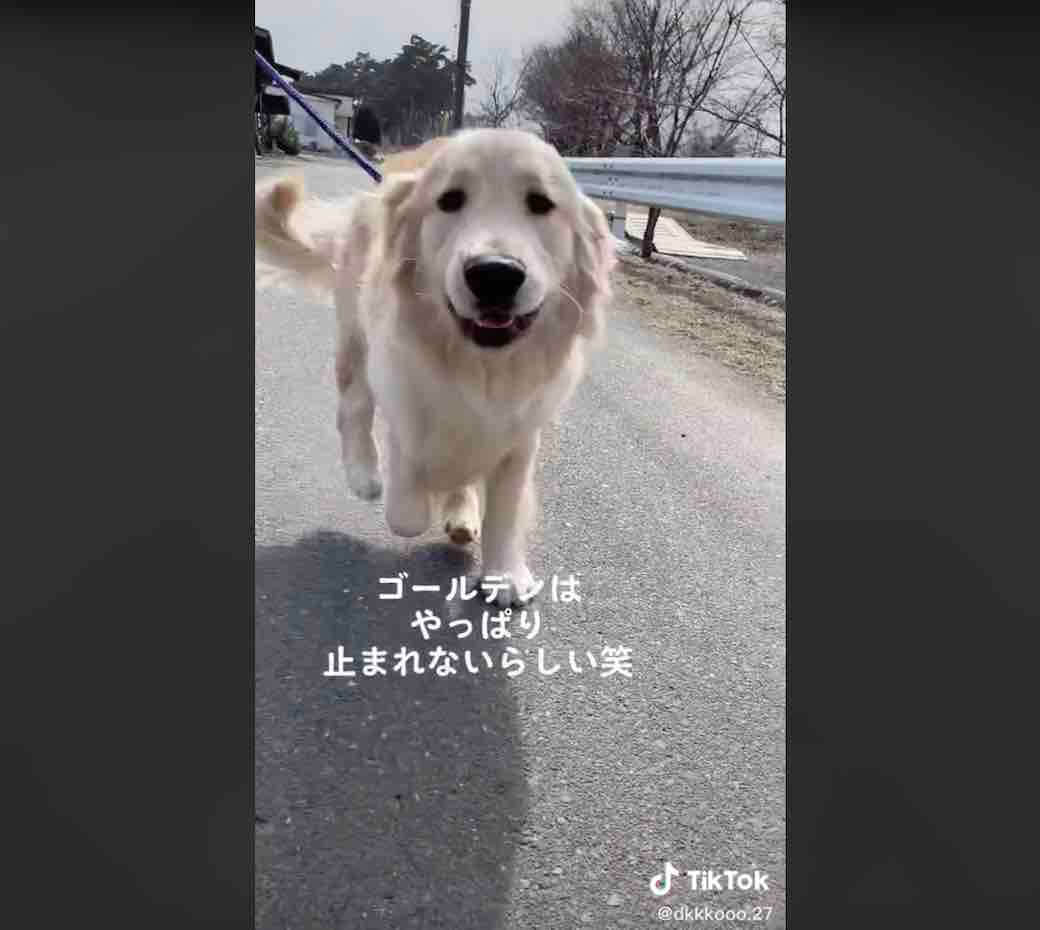 わぁ い 散歩中 遠くに飼い主を見つけたゴールデンの走りっぷりが豪快 犬動画 22年9月14日 エキサイトニュース