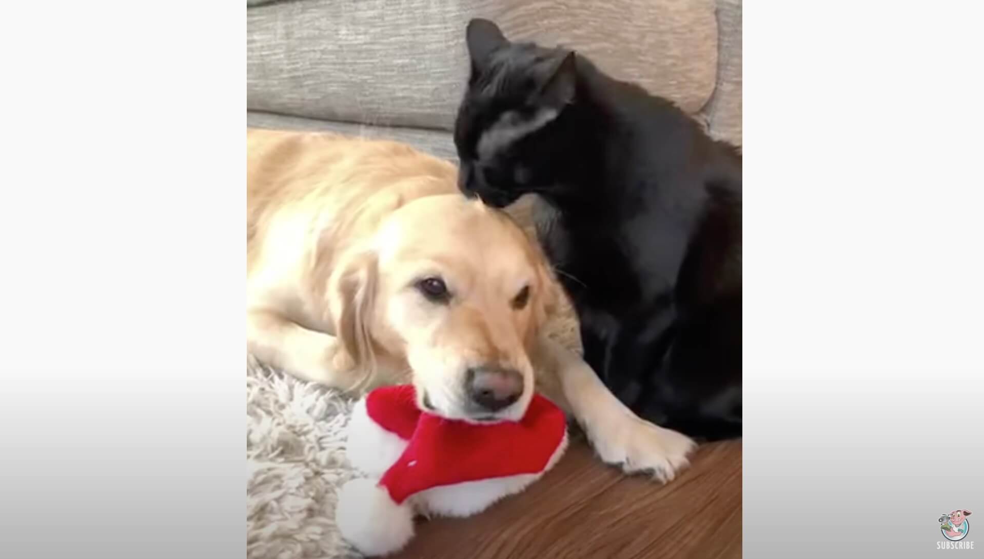 猫にペロペロされてムキッ 感情が顔に出ちゃう素直すぎるゴールデン 動画 22年8月22日 エキサイトニュース 猫にペロペロされてムキッ 感情が顔に出ちゃう素直すぎるゴールデン 動画 22年8月22日 エキサイトニュース