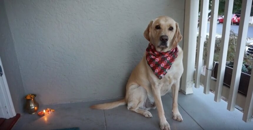 おめかしして祈られて オヤツまで貰えるって 犬に礼拝をする日 のラブラドールが 終始楽しそうだった 動画 年3月17日 エキサイトニュース