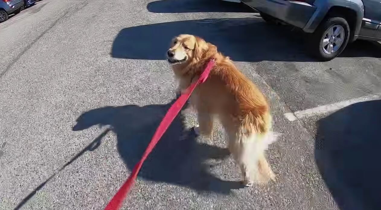 大好きなママと久々の再会 見つけた瞬間飛びかかって喜ぶゴールデンの姿に コッチが泣きそう 動画 年6月8日 エキサイトニュース