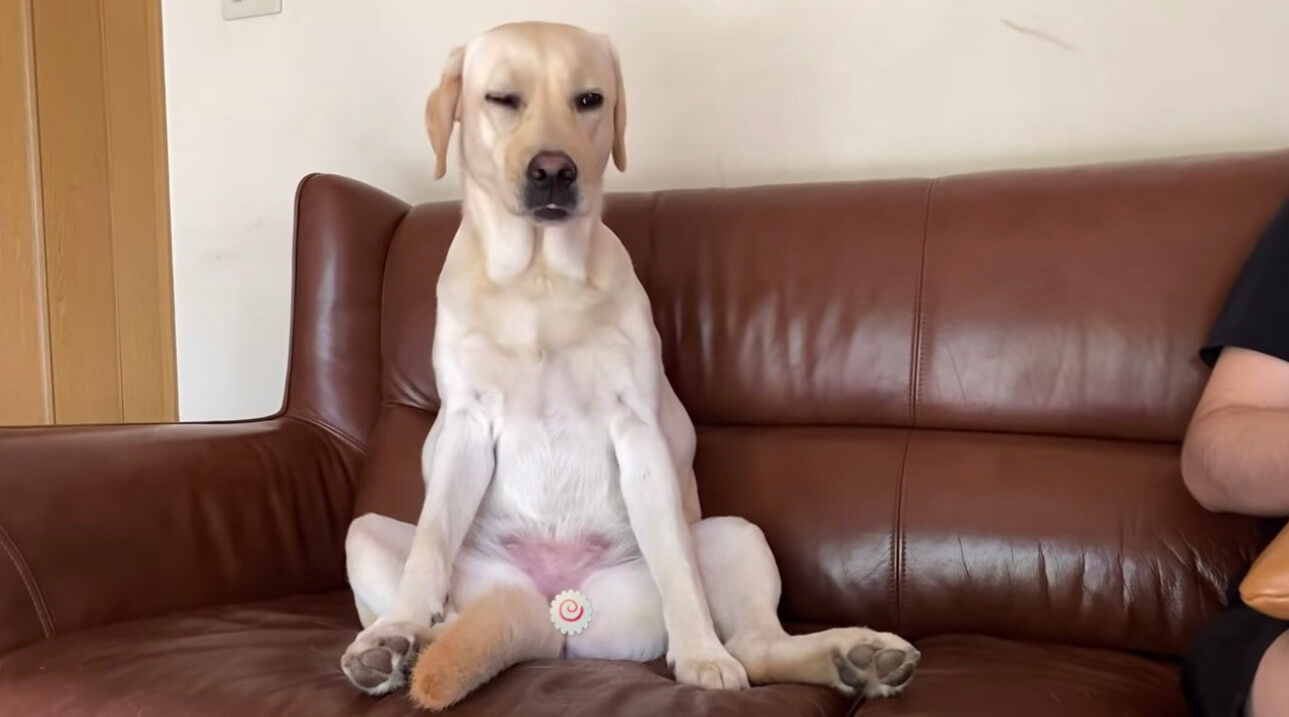 何 ラブラドールはもう犬をやめた気でいるっぽい この姿を見たらそう思うしかないわけだよ 動画 年7月13日 エキサイトニュース