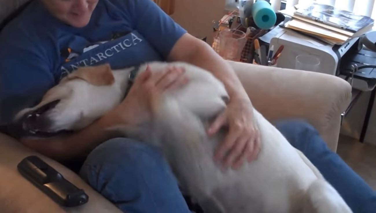 保護犬だったラブラドール 大きな愛を受けて超甘えん坊さんに 穏やかに抱きしめられ 幸せそうな姿にジーン 動画 年9月11日 エキサイトニュース